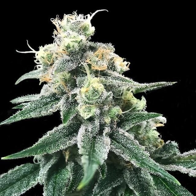 Swiss Miss Feminized Seeds