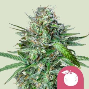 Tangie Feminized Seeds