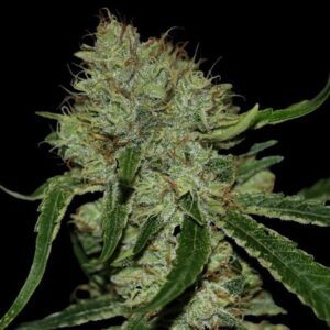 Tangielope Kush Regular Seeds