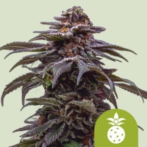 Tropicana Cookies Purple Auto Feminized Seeds