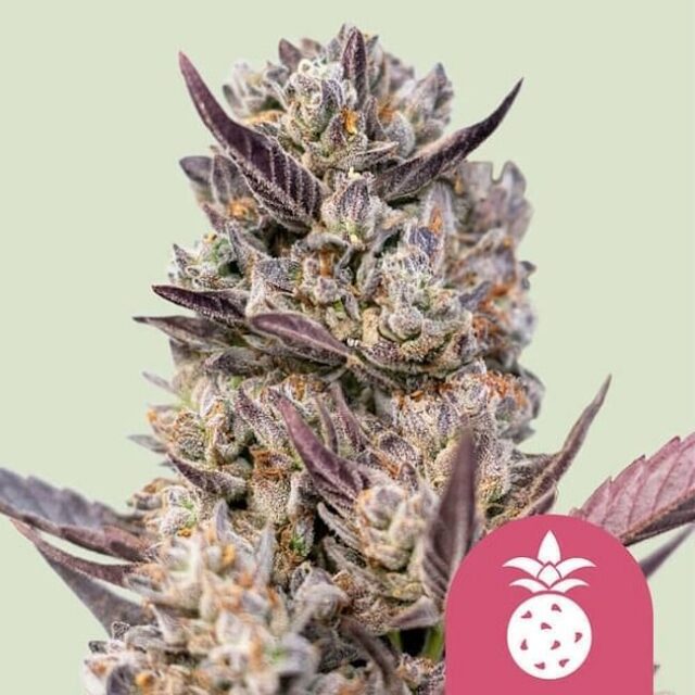 Tropicana Cookies Purple Feminized Seeds