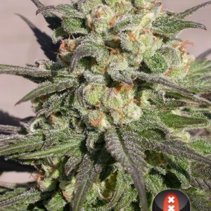 Warlock Regular Seeds