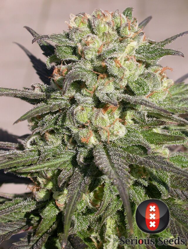 Warlock Regular Seeds