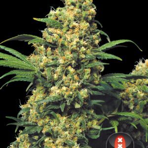 Warlock Feminized Seeds