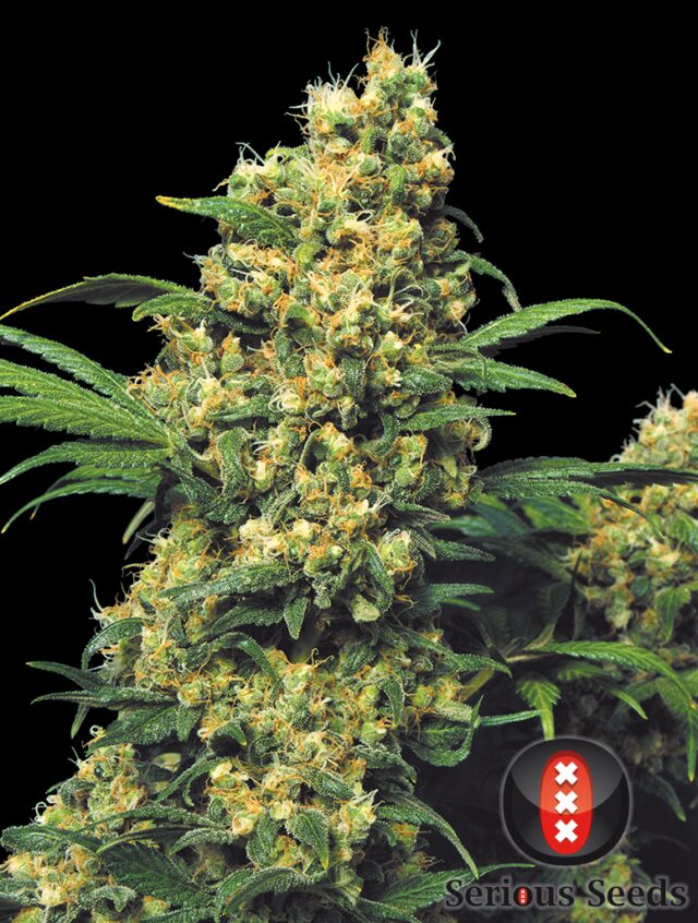 Warlock Feminized Seeds