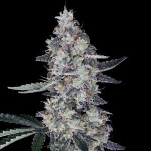 Watermelon Man Auto Feminized Seeds