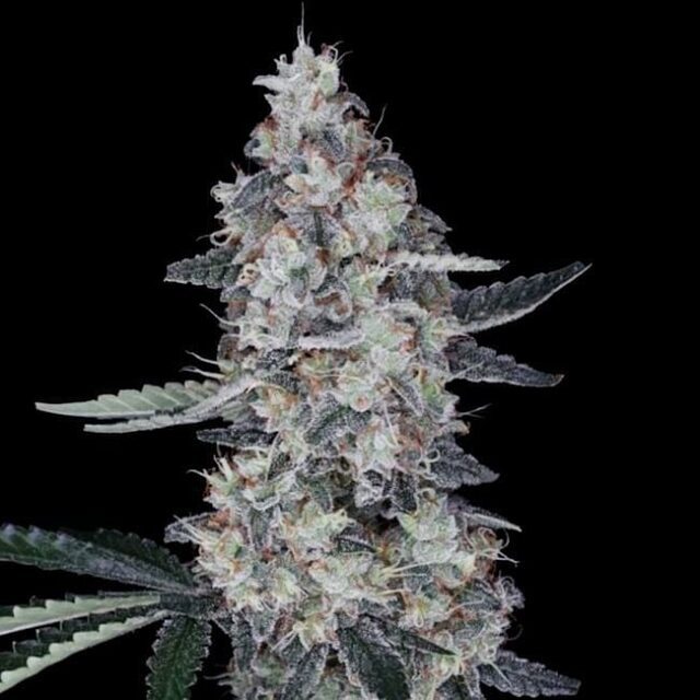 Watermelon Man Auto Feminized Seeds