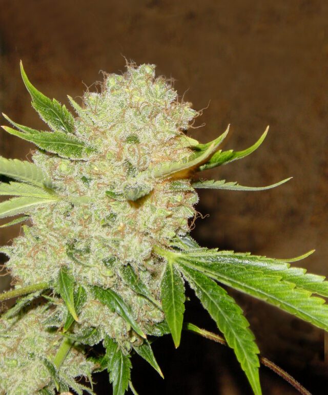 White Russian Regular Seeds