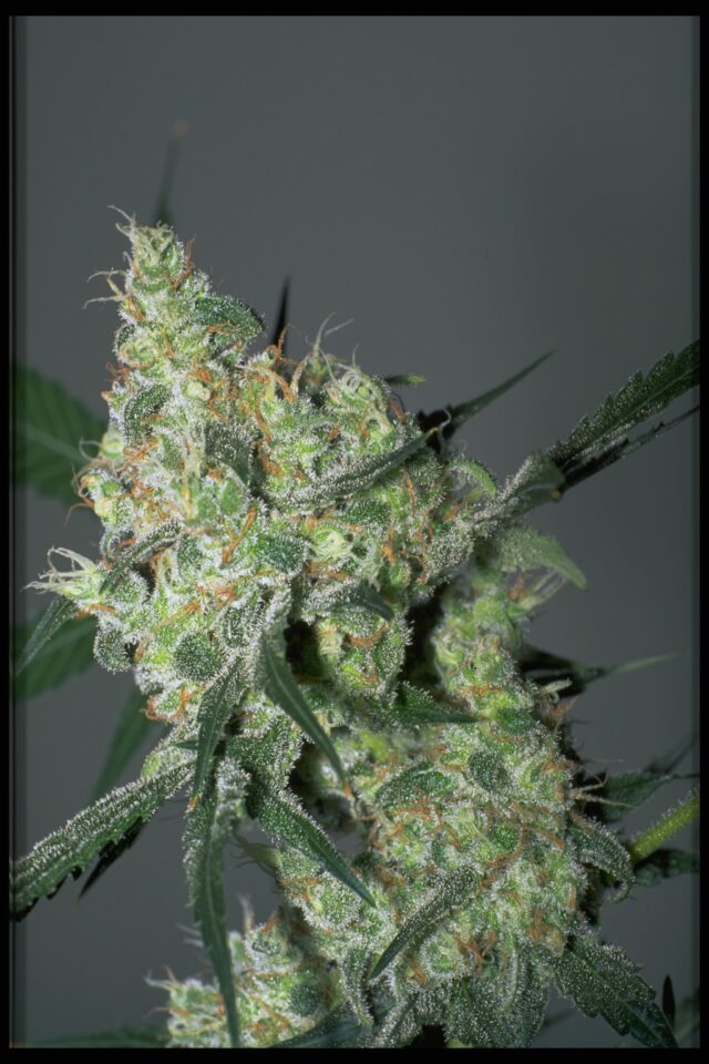 White Russian Regular Seeds