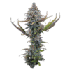 Apollo Feminized Seeds