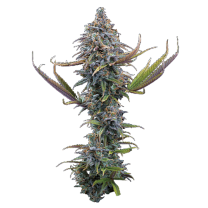 Apollo Feminized Seeds