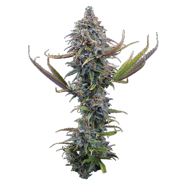 Apollo Feminized Seeds