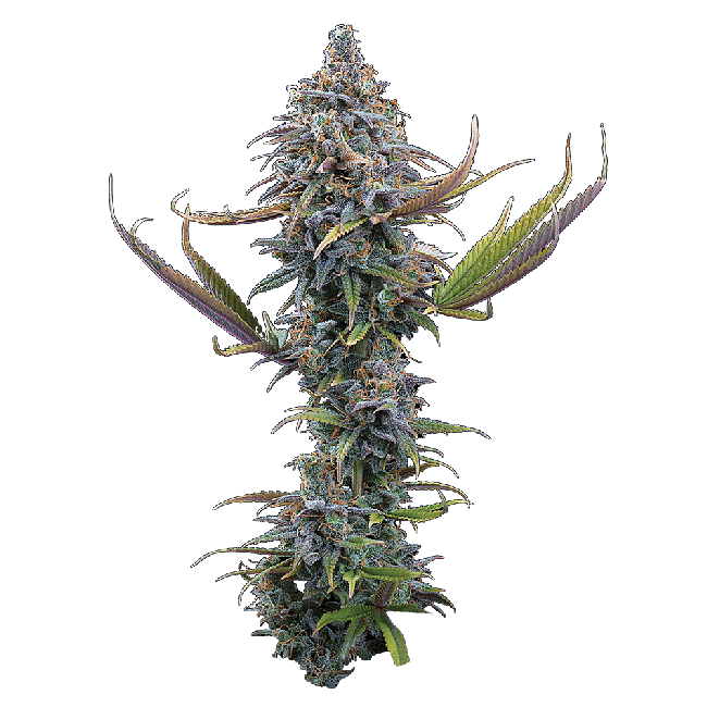 Apollo Feminized Seeds