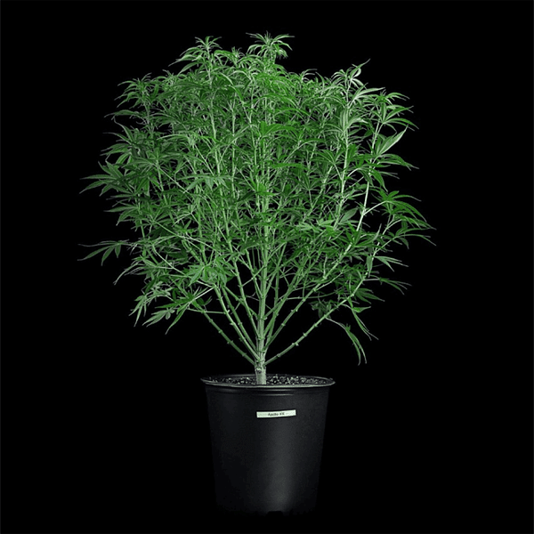 Apollo Feminized Seeds