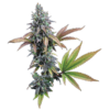 Cinderella 99 Feminized Seeds