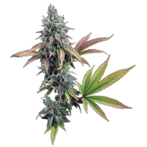 Cinderella 99 Feminized Seeds