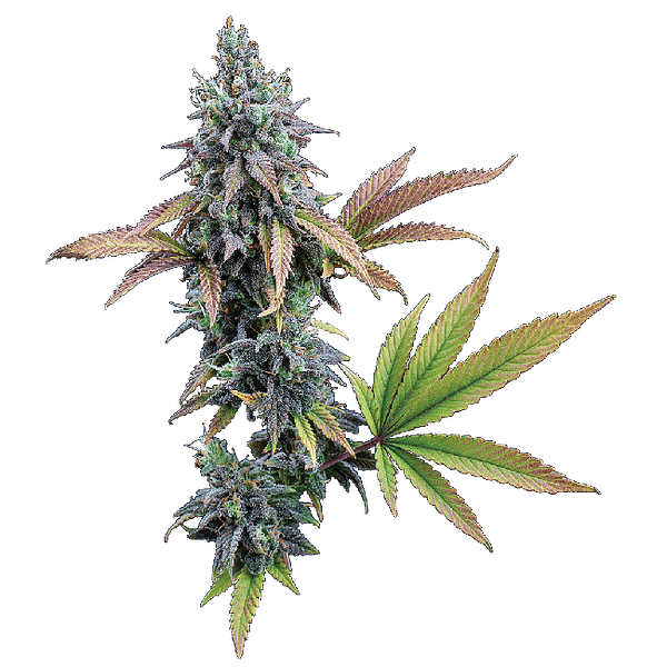 Cinderella 99 Feminized Seeds