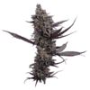Cinderella Pineapple Feminized Seeds