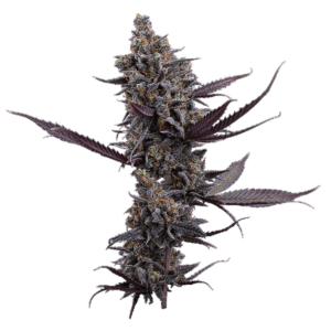 Cinderella Pineapple Feminized Seeds