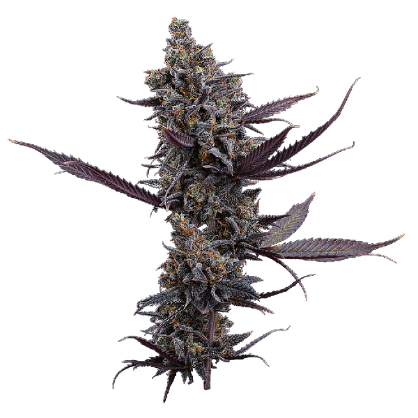 Cinderella Pineapple Feminized Seeds