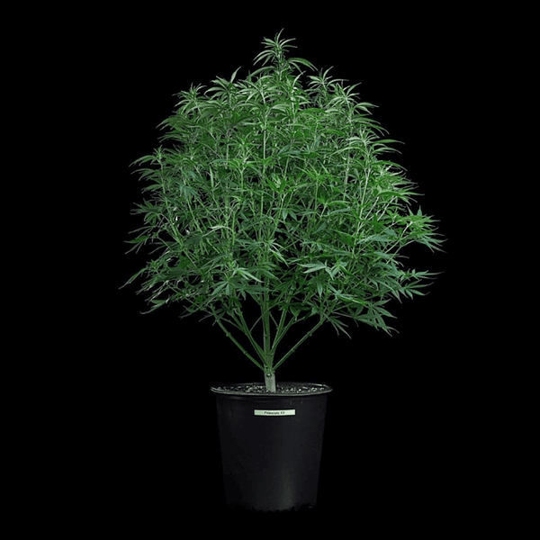 Cinderella Pineapple Feminized Seeds