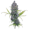 Durban Thai x C99 Feminized Seeds