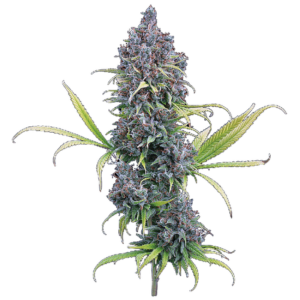 Durban Thai x C99 Feminized Seeds