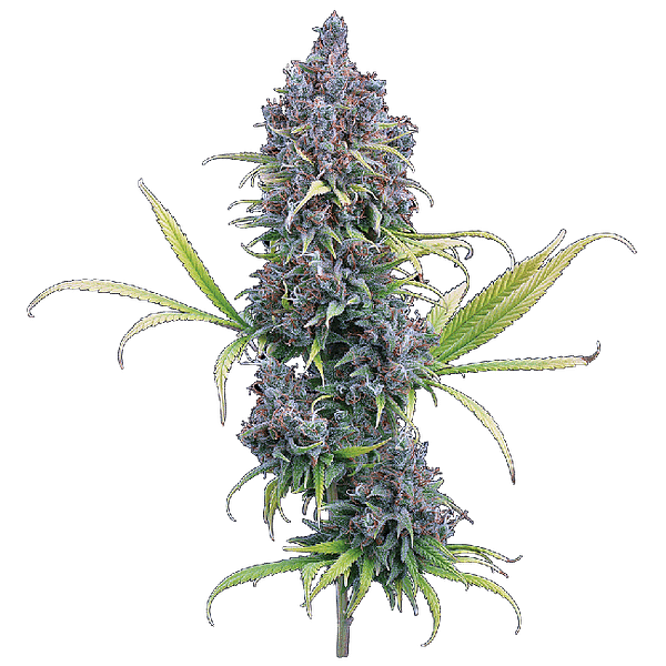 Durban Thai x C99 Feminized Seeds