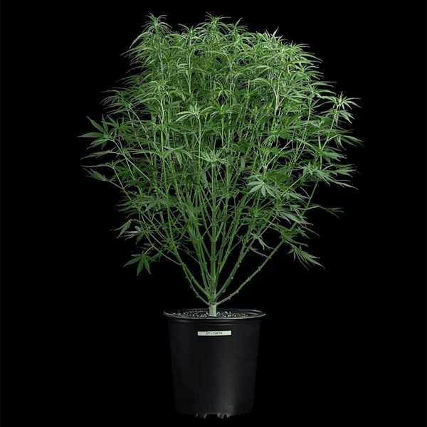 Durban Thai x C99 Feminized Seeds