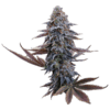 G13 Genius Feminized Seeds
