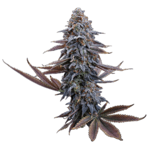 G13 Genius Feminized Seeds