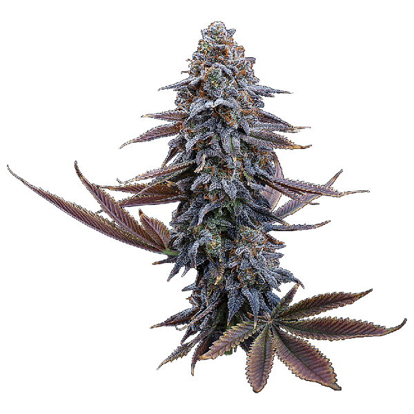 G13 Genius Feminized Seeds