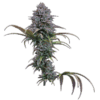 Grimm Glue Feminized Seeds