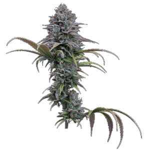 Grimm Glue Feminized Seeds