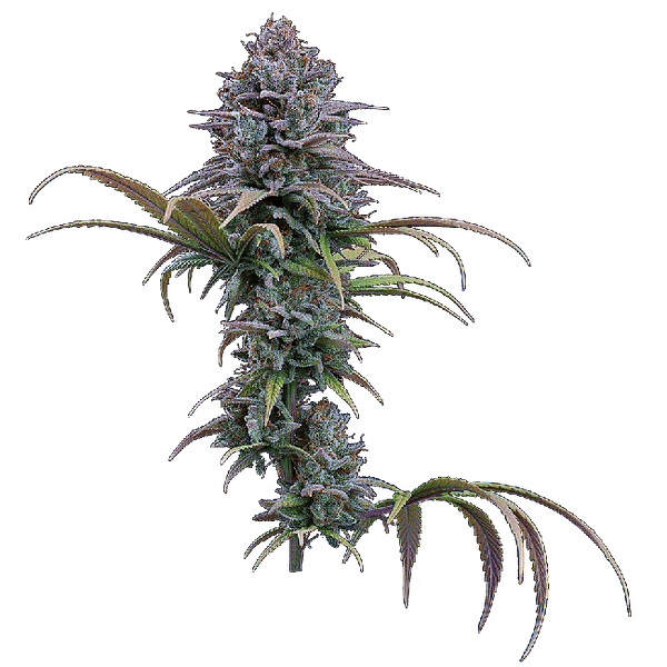 Grimm Glue Feminized Seeds