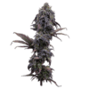 Princess Haze Feminized Seeds