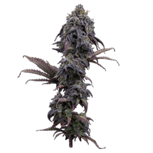 Princess Haze Feminized Seeds