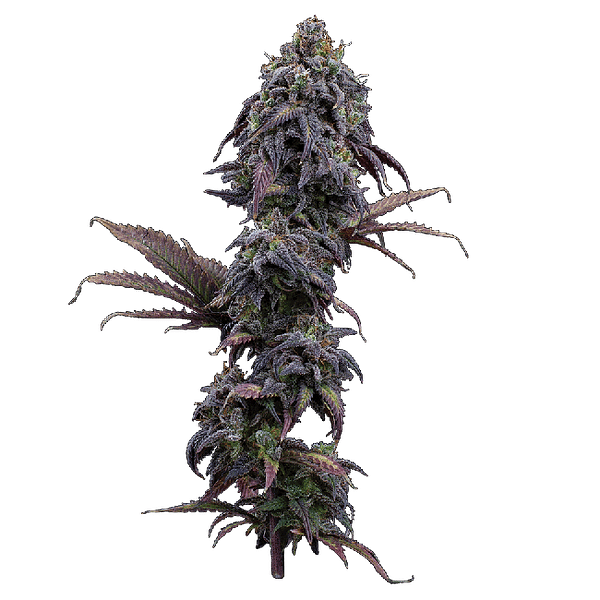 Princess Haze Feminized Seeds