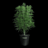 Princess Haze Feminized Seeds