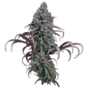 Rosetta Stone Feminized Seeds