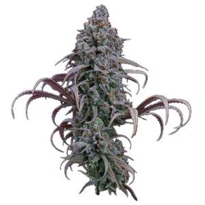 Rosetta Stone Feminized Seeds