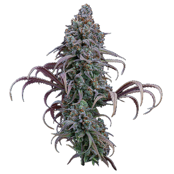 Rosetta Stone Feminized Seeds