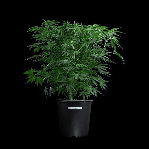 Thai Herer 99 Feminized Seeds