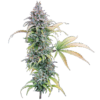 Thai Herer 99 Feminized Seeds