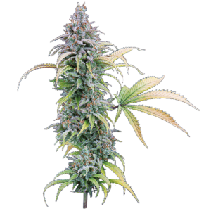 Thai Herer 99 Feminized Seeds