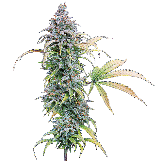 Thai Herer 99 Feminized Seeds