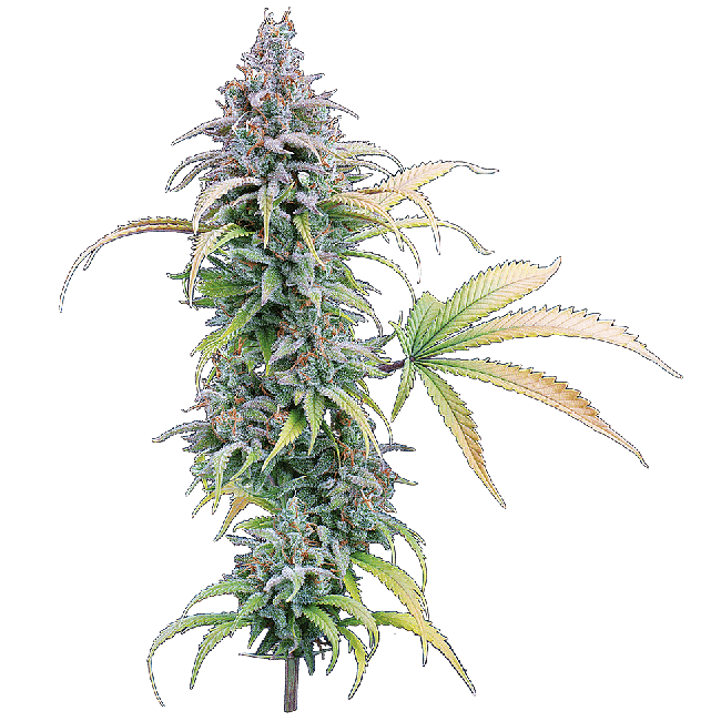 Thai Herer 99 Feminized Seeds