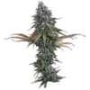Space Queen Feminized Seeds