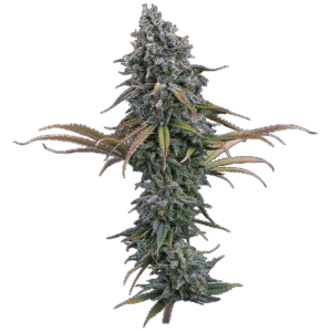 Space Queen Feminized Seeds