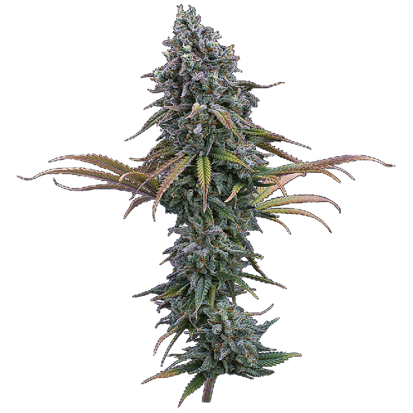 Space Queen Feminized Seeds